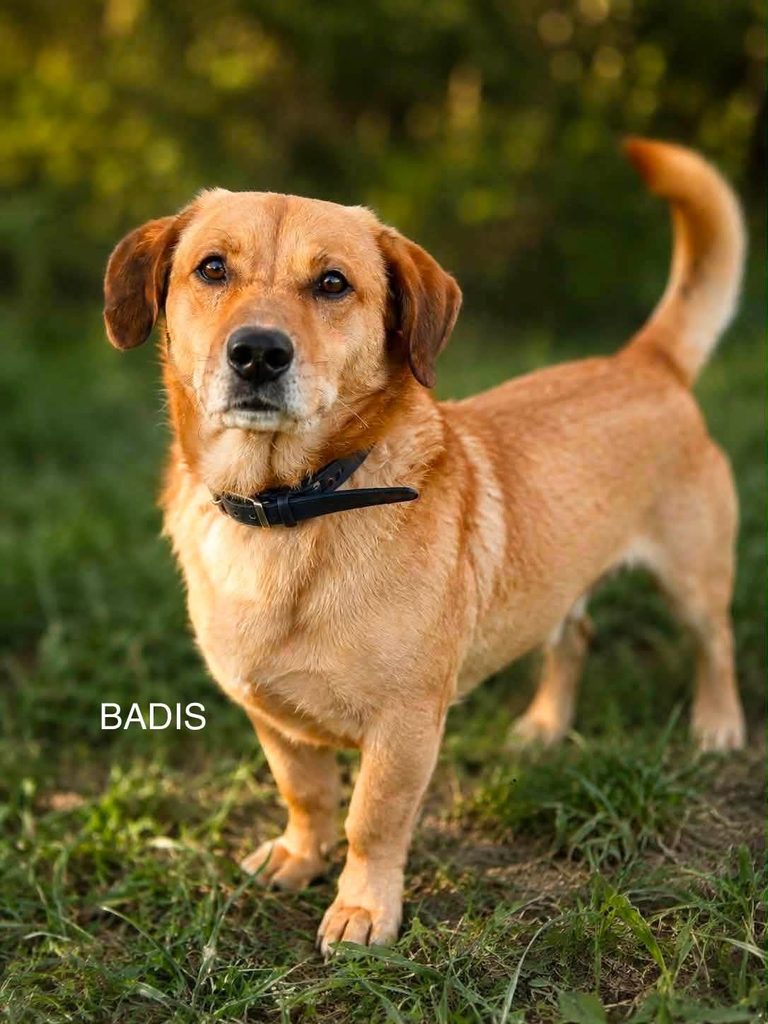 badis